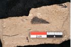 Foto (Detailansicht) von Araucaria sternbergii Goeppert (NHMW-GEO-2024-0188-8286)